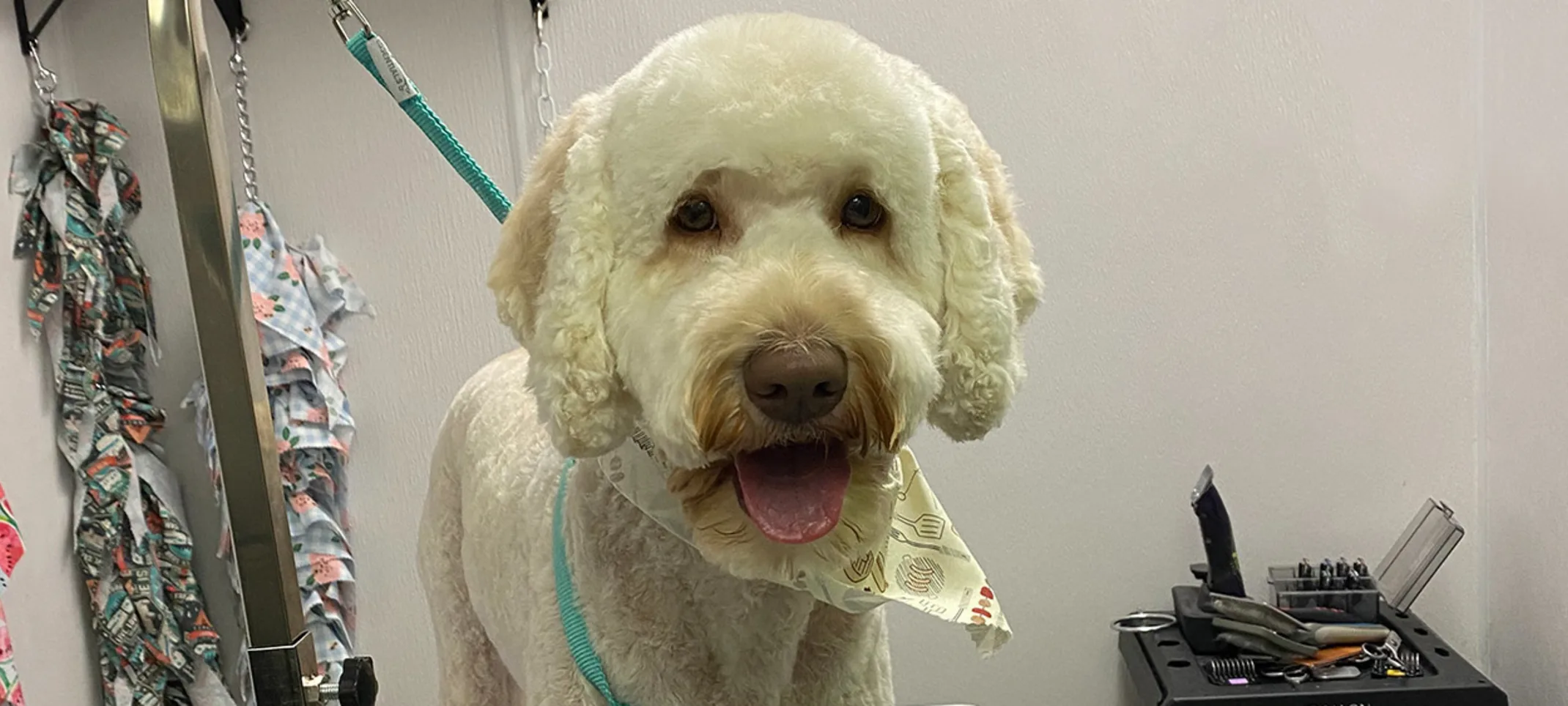 A white dog standing on a grooming table